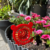 Hoornaarsval, liggend in bloempot.