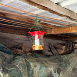 Hoornaarsval, hangend in tuinhuis.