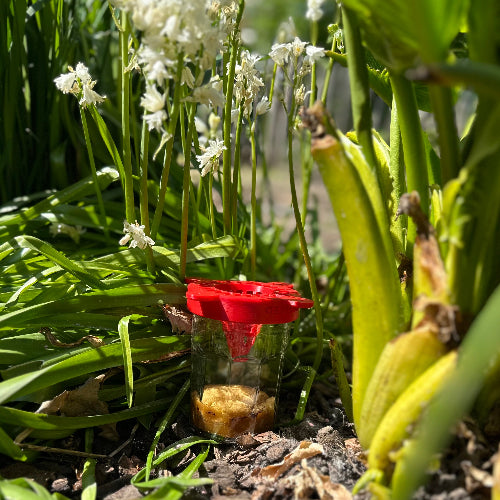 Hoornaarsval, rechtopstaand tussen bloemen.